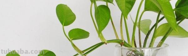 水养绿萝怎么养才茂盛