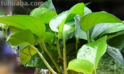 水养绿萝怎么养才茂盛