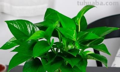 水养绿萝怎么养才茂盛