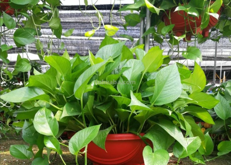 绿萝有“3喜2怕”，掌握好技巧，养起来省心，长得旺