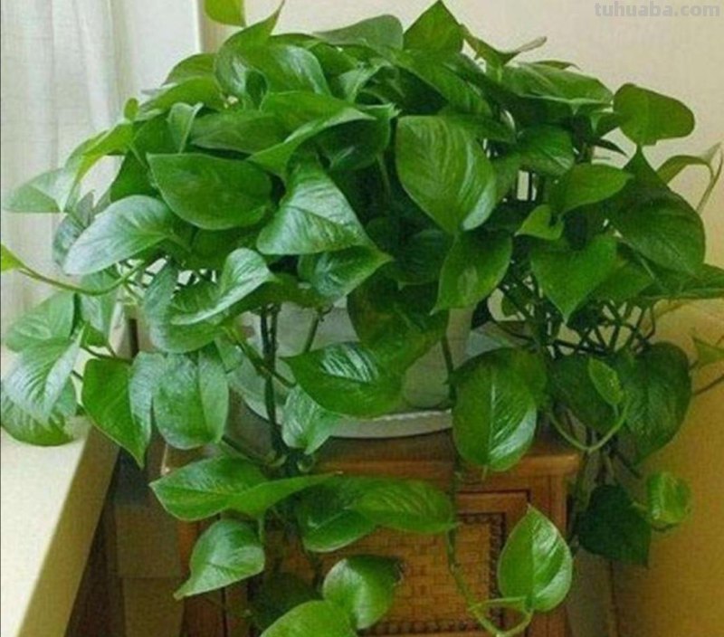 绿萝有“3喜2怕”，掌握好技巧，养起来省心，长得旺