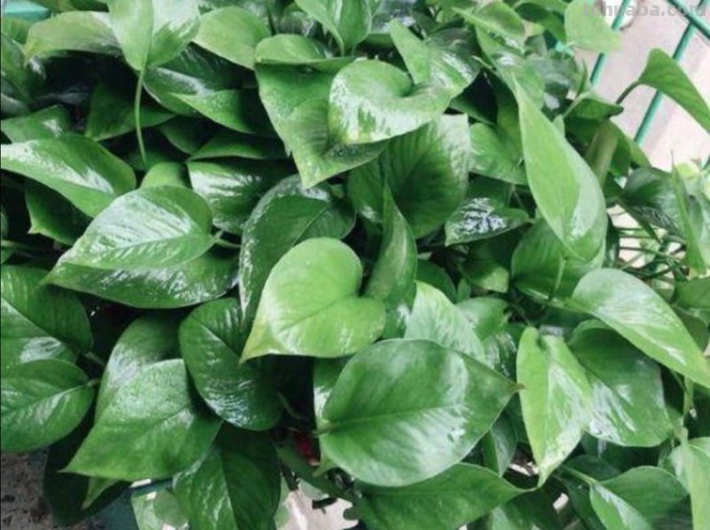 绿萝有“3喜2怕”，掌握好技巧，养起来省心，长得旺