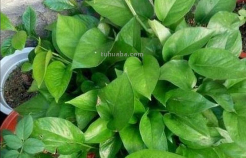 绿萝有“3喜2怕”，掌握好技巧，养起来省心，长得旺