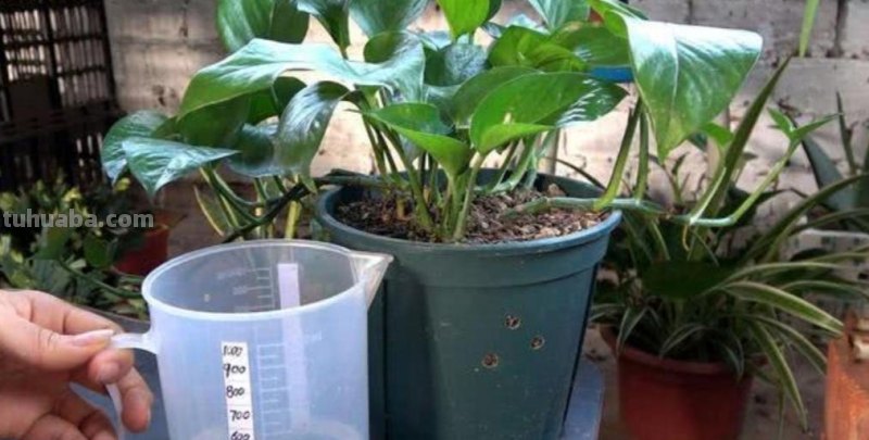 绿萝有“3喜2怕”，掌握好技巧，养起来省心，长得旺