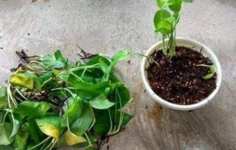 绿萝有“3喜2怕”，掌握好技巧，养起来省心，长得旺