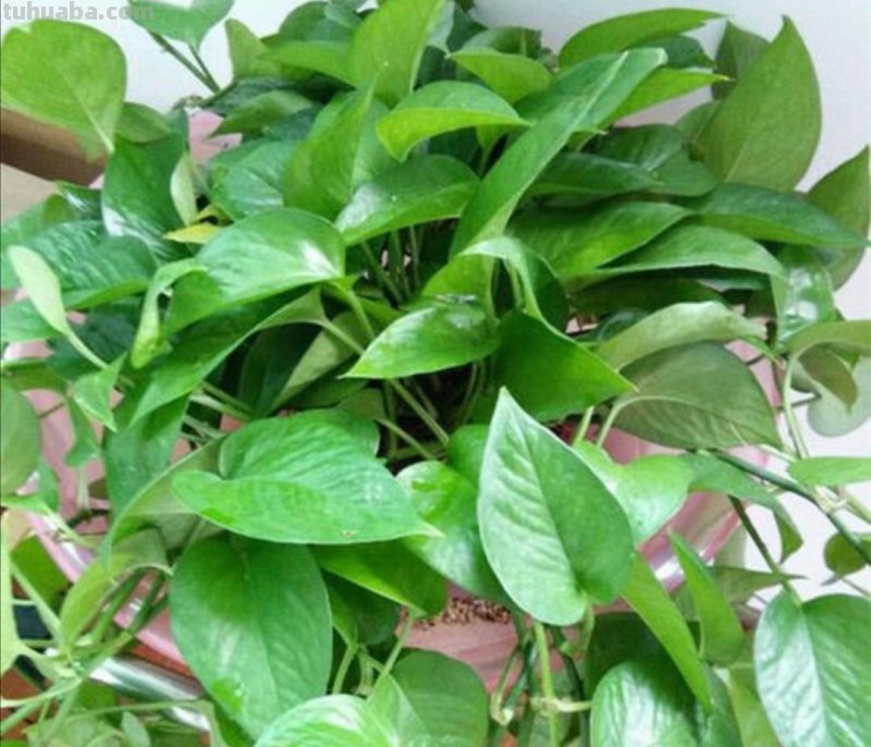 绿萝有“3喜2怕”，掌握好技巧，养起来省心，长得旺