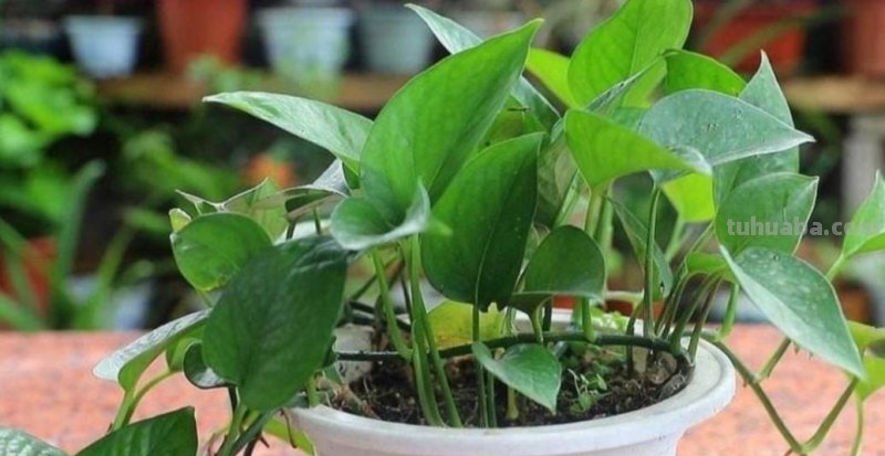 绿萝有“3喜2怕”，掌握好技巧，养起来省心，长得旺