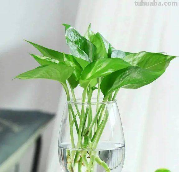 绿萝养殖方法及日常养护要点，这样养不想旺都难