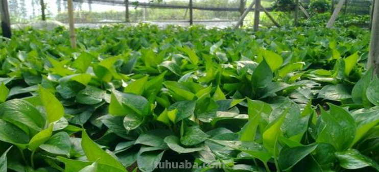 绿萝养殖方法及日常养护要点，这样养不想旺都难