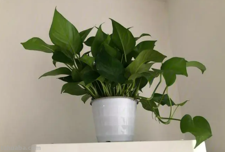 绿萝养殖方法及日常养护要点，这样养不想旺都难