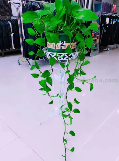 绿萝养殖方法及日常养护要点，这样养不想旺都难