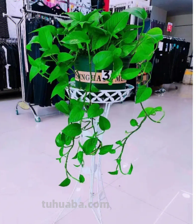 绿萝养殖方法及日常养护要点，这样养不想旺都难