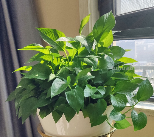 生命力超强的绿萝姑娘,原来都是这么养的 生命力超强的绿萝姑娘,原来都是这么养的