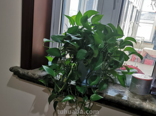 生命力超强的绿萝姑娘,原来都是这么养的 生命力超强的绿萝姑娘,原来都是这么养的