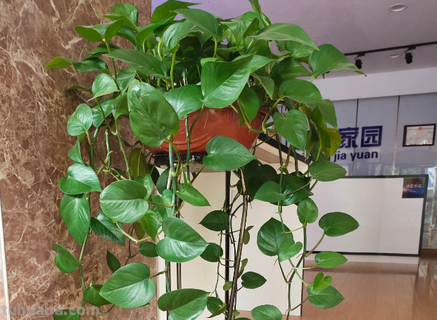 生命力超强的绿萝姑娘,原来都是这么养的 生命力超强的绿萝姑娘,原来都是这么养的