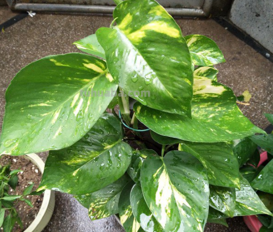 生命力超强的绿萝姑娘,原来都是这么养的 生命力超强的绿萝姑娘,原来都是这么养的