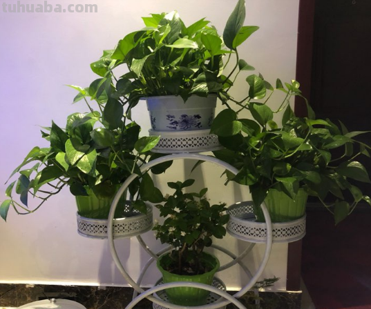 生命力超强的绿萝姑娘,原来都是这么养的 生命力超强的绿萝姑娘,原来都是这么养的