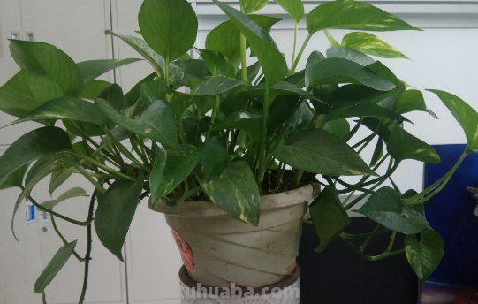 生命力超强的绿萝姑娘,原来都是这么养的 生命力超强的绿萝姑娘,原来都是这么养的