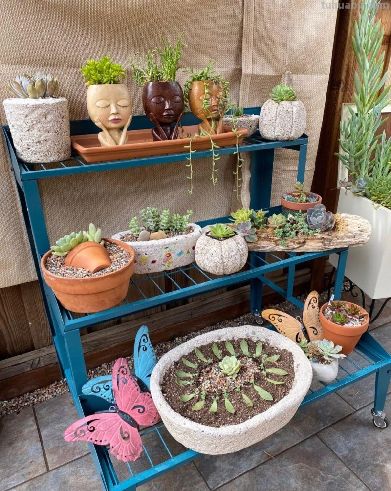 养多肉植物连这6个基本常识都不懂,养再多也是白费力气 养多肉植物连这6个基本常识都不懂,养再多也是白费力气