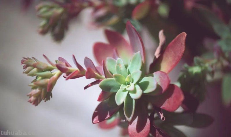 养多肉植物连这6个基本常识都不懂,养再多也是白费力气 养多肉植物连这6个基本常识都不懂,养再多也是白费力气