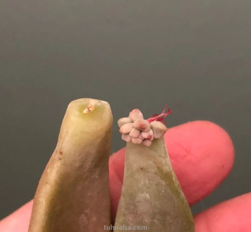 养多肉植物连这6个基本常识都不懂,养再多也是白费力气 养多肉植物连这6个基本常识都不懂,养再多也是白费力气