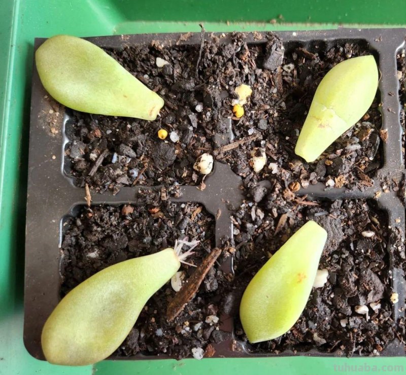 养多肉植物连这6个基本常识都不懂,养再多也是白费力气 养多肉植物连这6个基本常识都不懂,养再多也是白费力气