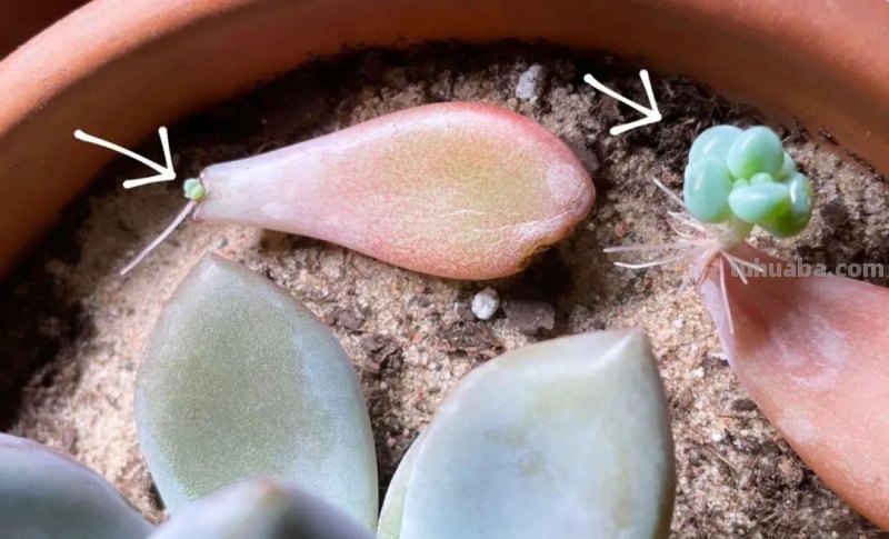 养多肉植物连这6个基本常识都不懂,养再多也是白费力气 养多肉植物连这6个基本常识都不懂,养再多也是白费力气