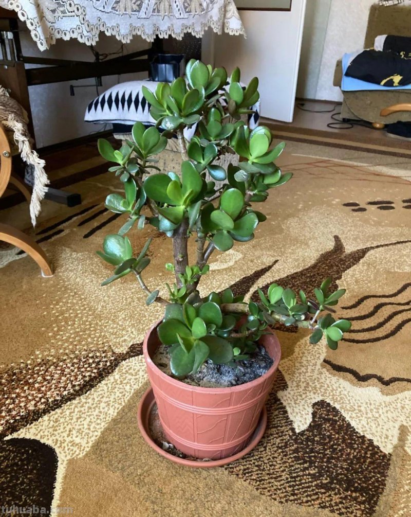 养多肉植物连这6个基本常识都不懂,养再多也是白费力气 养多肉植物连这6个基本常识都不懂,养再多也是白费力气