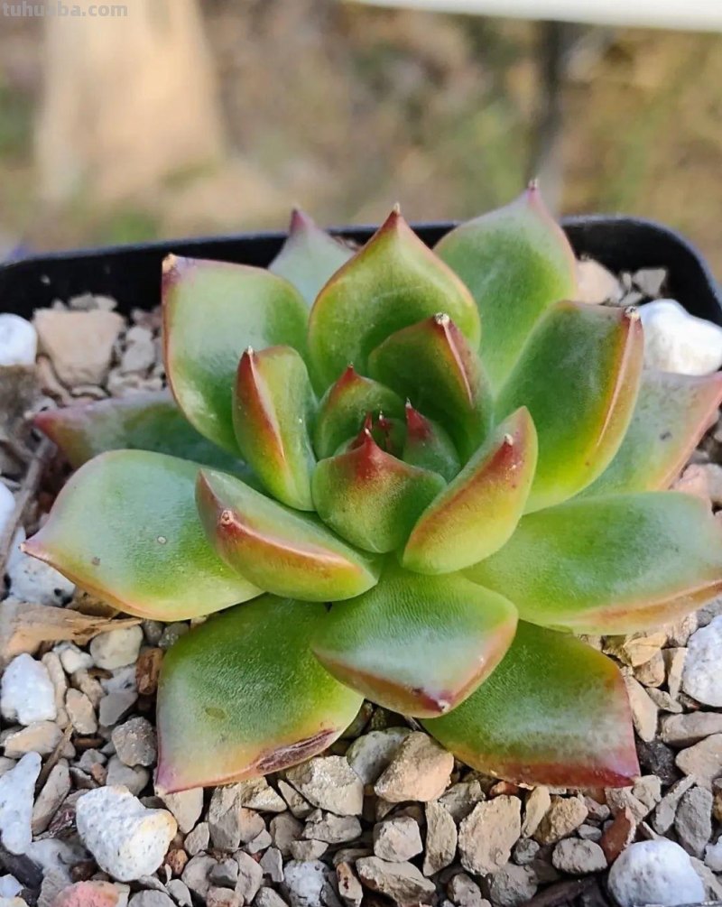 养多肉植物连这6个基本常识都不懂,养再多也是白费力气 养多肉植物连这6个基本常识都不懂,养再多也是白费力气