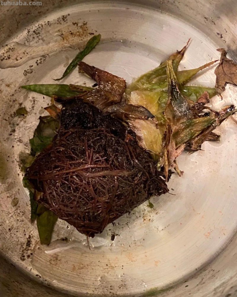 养多肉植物连这6个基本常识都不懂,养再多也是白费力气 养多肉植物连这6个基本常识都不懂,养再多也是白费力气