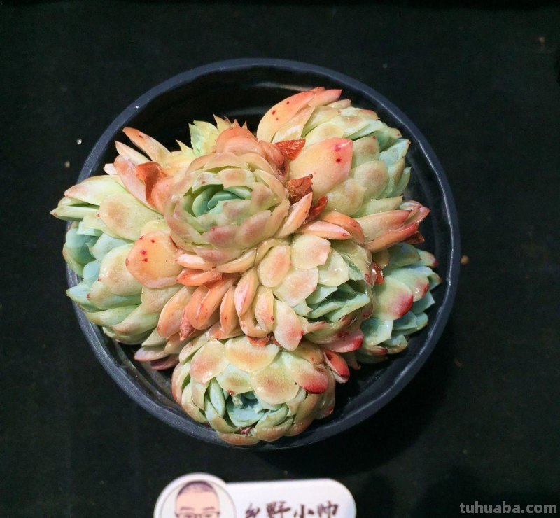 分享多肉植物，超多群生多肉，喜欢必入