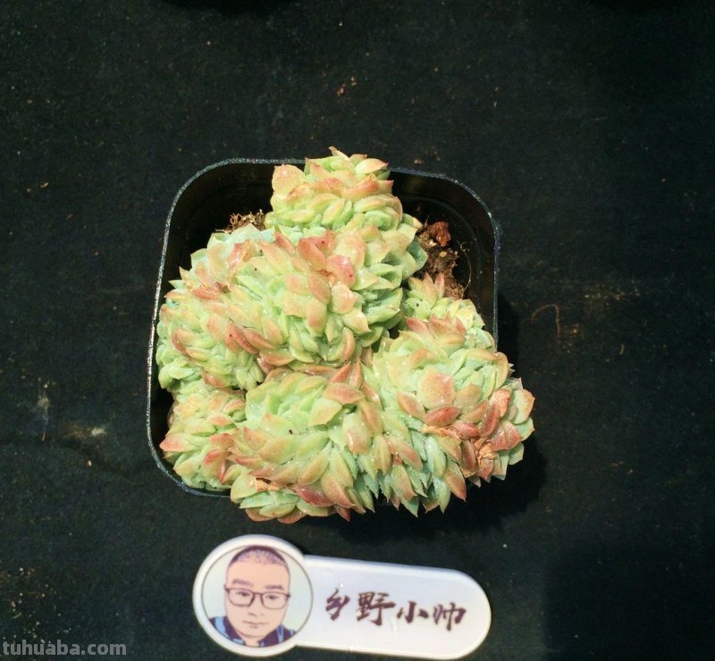 分享多肉植物，超多群生多肉，喜欢必入