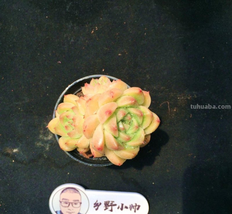 分享多肉植物，超多群生多肉，喜欢必入