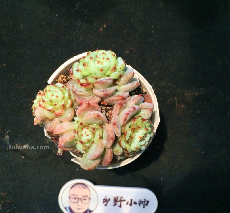 分享多肉植物，超多群生多肉，喜欢必入