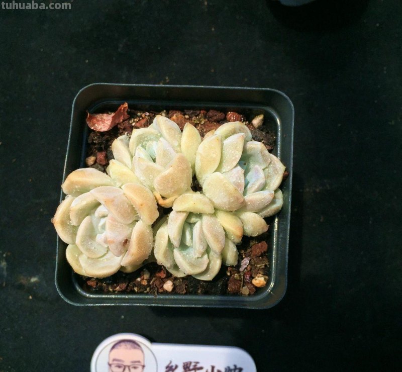 分享多肉植物，超多群生多肉，喜欢必入