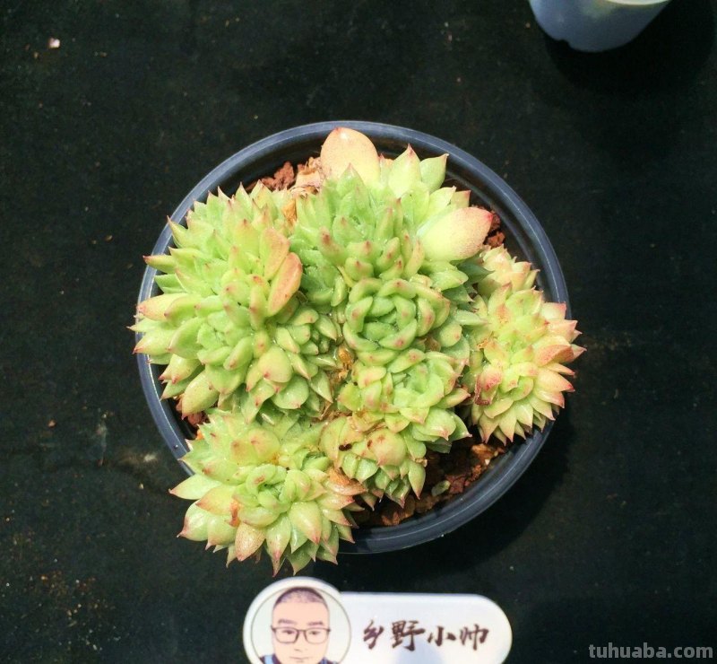 分享多肉植物，超多群生多肉，喜欢必入