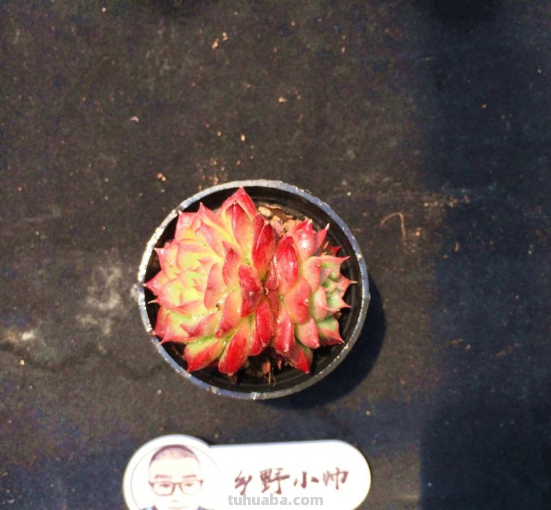 分享多肉植物，超多群生多肉，喜欢必入