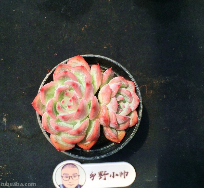 分享多肉植物，超多群生多肉，喜欢必入