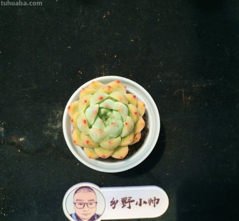 分享多肉植物，超多群生多肉，喜欢必入