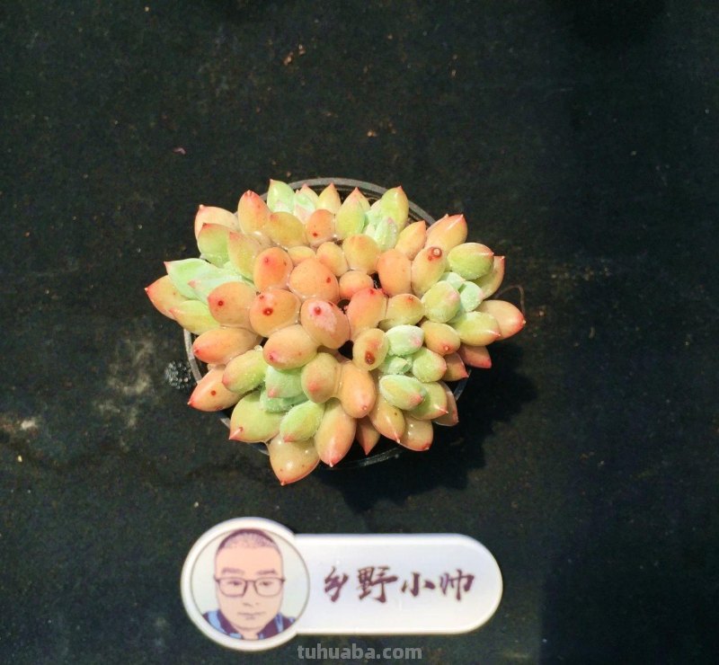 分享多肉植物，超多群生多肉，喜欢必入