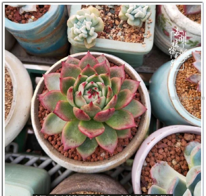 多肉，生活中的小确幸