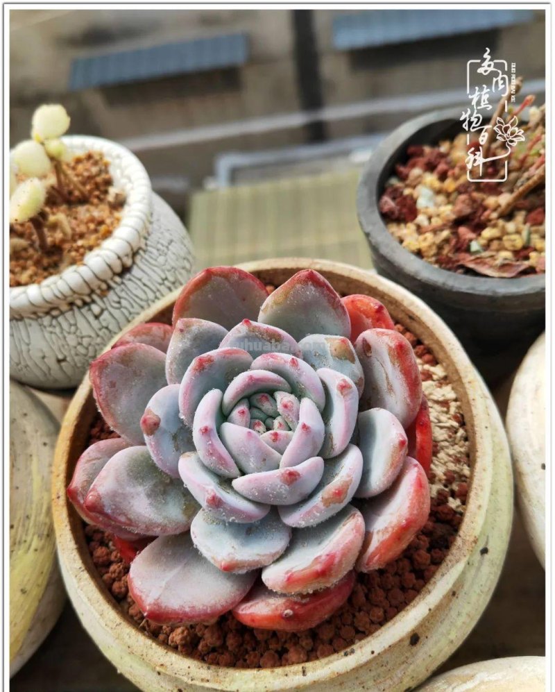 多肉，生活中的小确幸