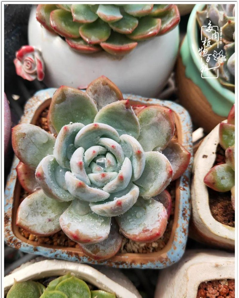 多肉，生活中的小确幸