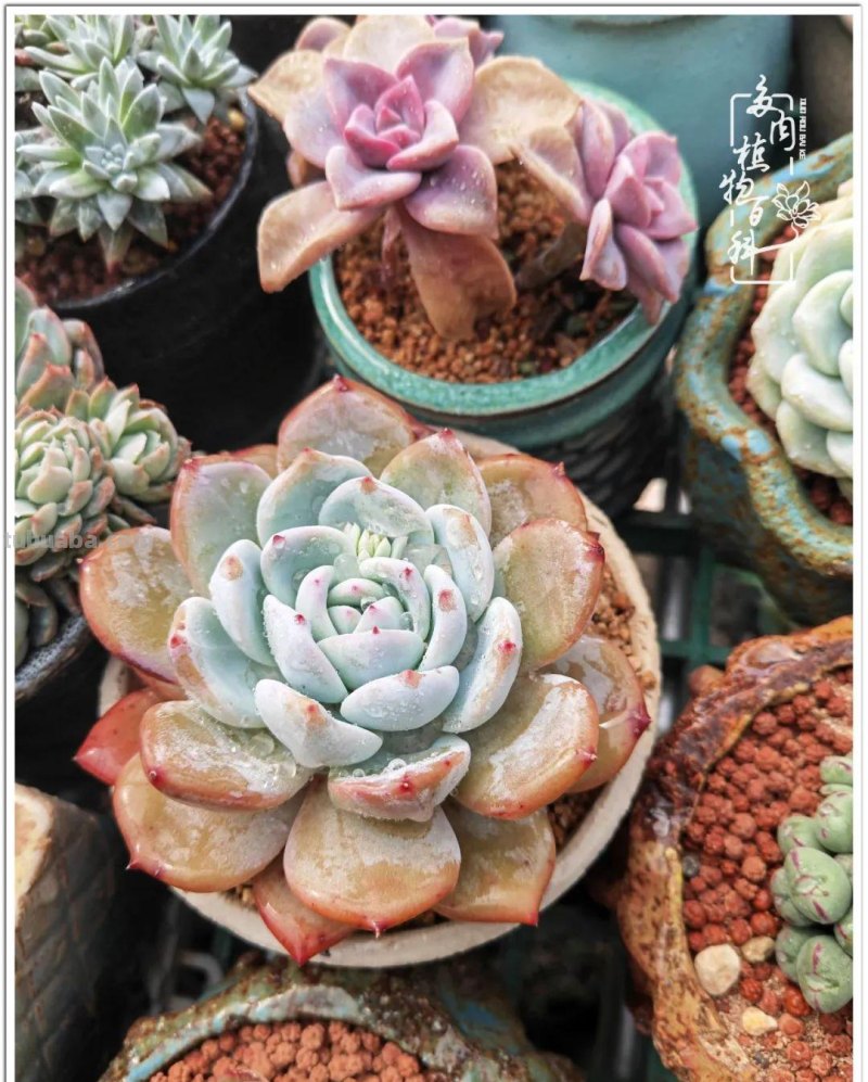 多肉，生活中的小确幸