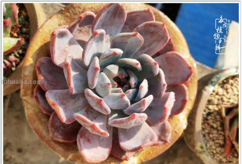 多肉，生活中的小确幸