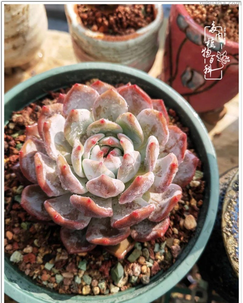 多肉，生活中的小确幸