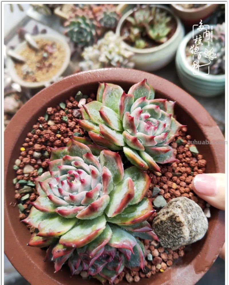 多肉，生活中的小确幸