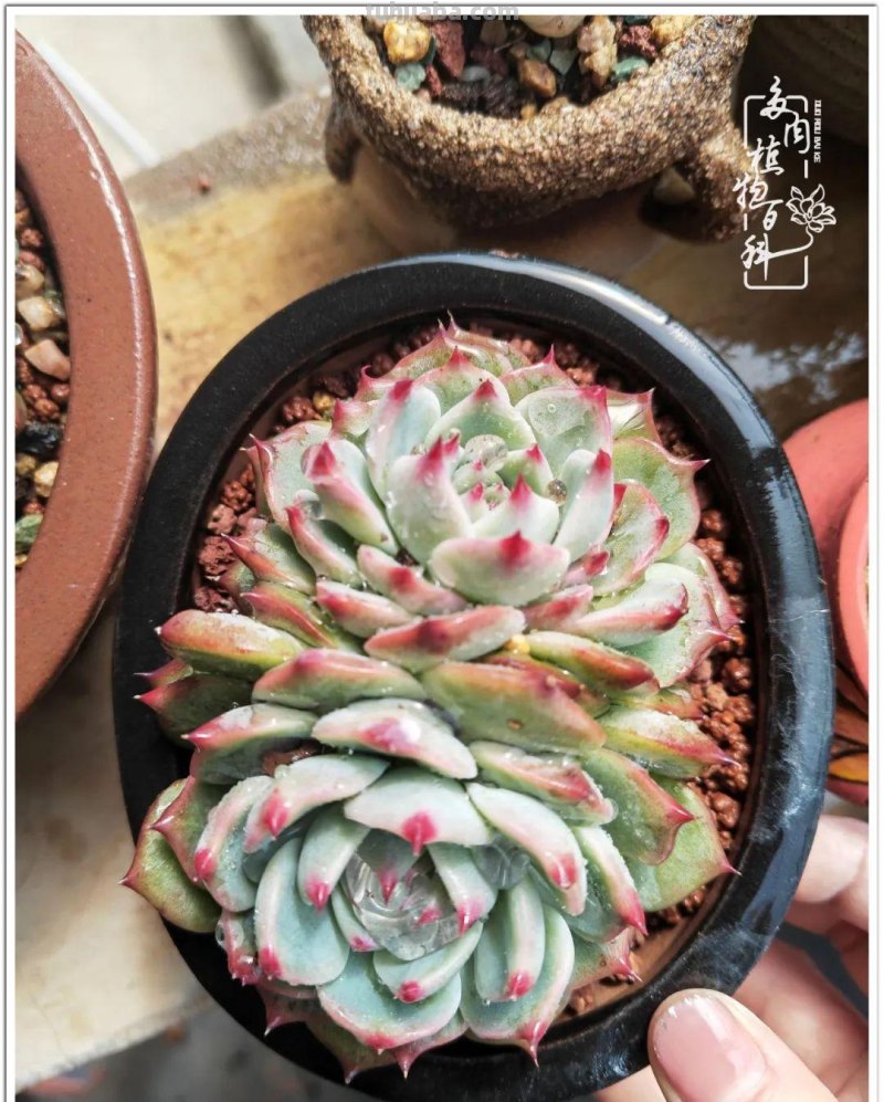 多肉，生活中的小确幸