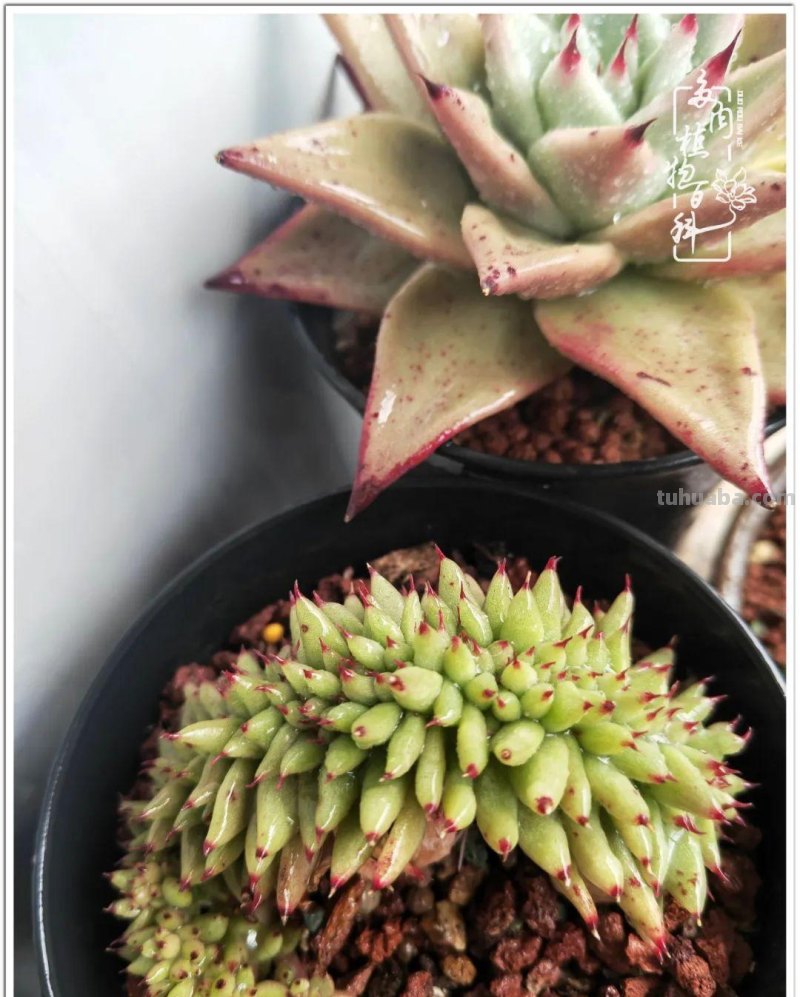 多肉，生活中的小确幸