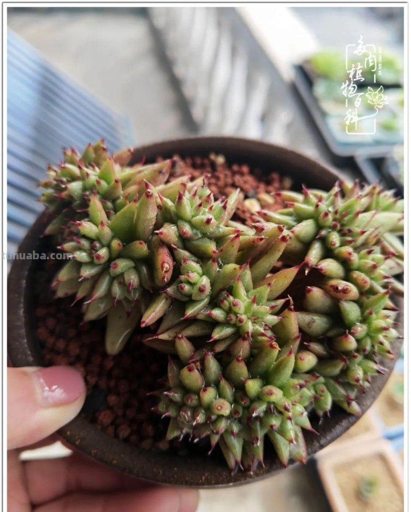 多肉，生活中的小确幸